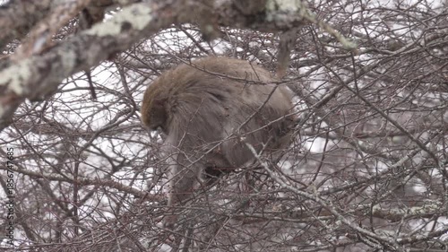 Wallpaper Mural 木の上で木の実を食べる日本猿 Torontodigital.ca