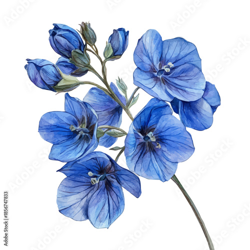 Larkspur Flower, soft and charming watercolor, isolated on a white background, delicate and elegant style.