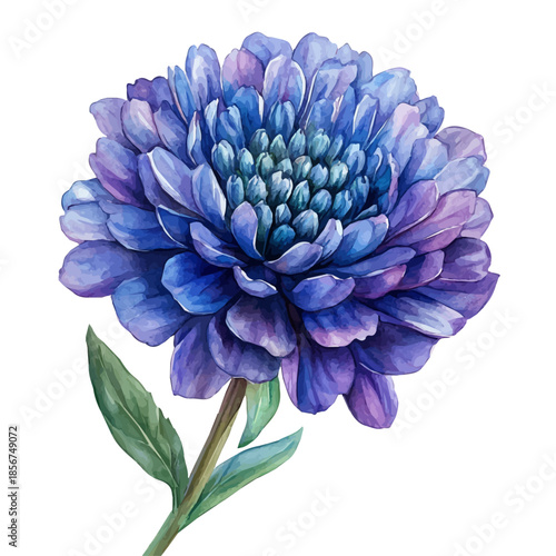 watercolor painting of Knautia Flower graphic, isolated on a white background.