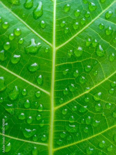 green leaf with water drops. a close up of morning dew on green leaves in the morning