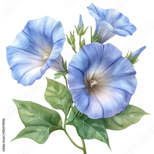 Ipomoea Flower, vibrant watercolor vector, isolated on a white background, high quality and detailed design.