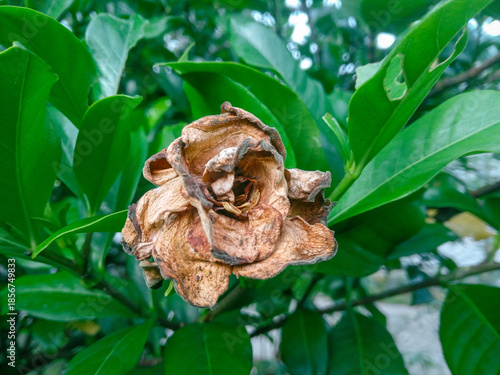 White gardenia flowers dry on the tree among the fresh green leaves. a withered white flower