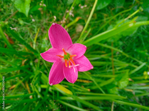 pink flower in the grass. flat lay angle of pink lilies with blurry green leaves background. small pink flowers