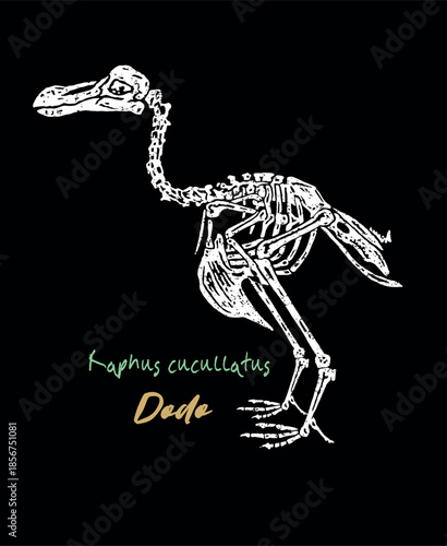 Illustration of a Dodo fossil. Artwork depicting this extinct bird.