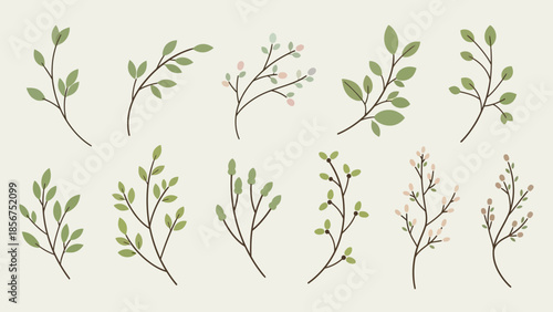 Collection of Various Botanical Branch Illustrations.