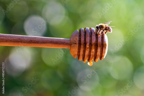 Wooden dipper with honey and wild bee on sunny day against nature background, closeup. Healthy eating concept