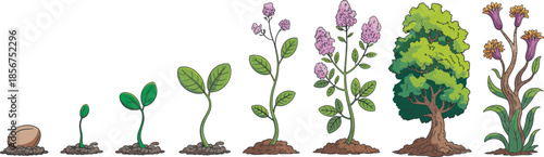 Plant growth stages illustration, seed to mature tree lifecycle, botanical development process vector infographic design