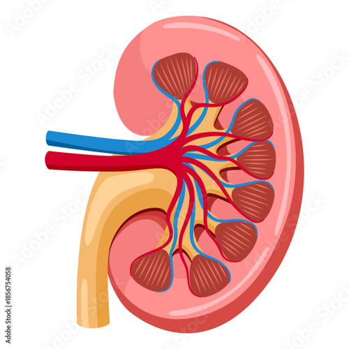 Human kidney cross section illustration flat design 