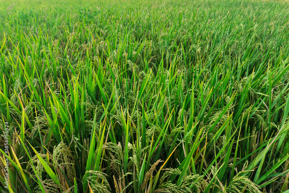 Fototapeta premium ​Ripening paddy rice stalks in the meadow, organic agriculture concept