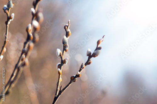 Spring fluffy willow catkins on branches close up on a blurred light background as a symbol of Easter and the awakening of nature