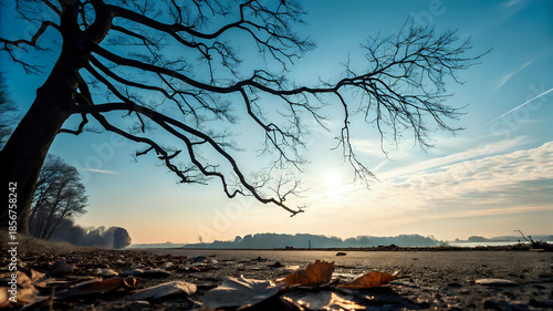bare-tree-branches-against-bright-sky-