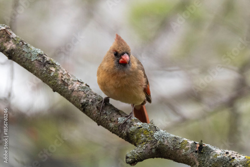 cardinal on a branch
