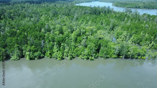 Aerial view of a mangrove forest in a tropical rainforest. Mangrove forests and rivers are polluted due to environmental pollution and disruption to the ecosystem.
