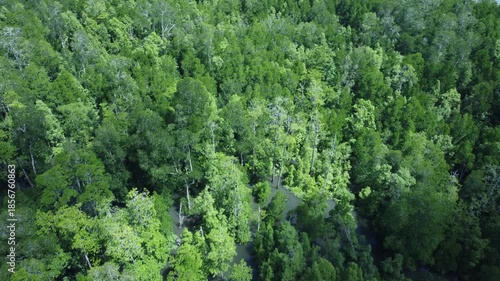 Aerial drone footage of a dense mangrove forest in Papua, Indonesia. Aerial view, moving over the rainforest tree canopy against a backdrop of beautiful greenery in the tropical forest.