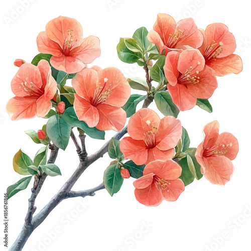 Bougainvillea Branch, watercolor painting capturing graceful lines and soft blended shades, isolated on a white background.