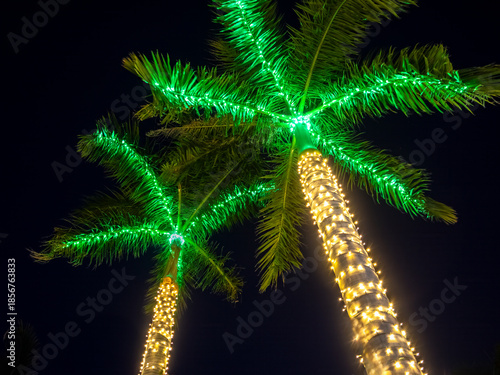 Looking up at the tops of palm trees with white and green christmas lights decorating the palm trees in Venice Florida USA