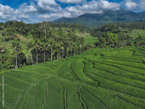 Aerial View Rice Terraces Jatiluwih Bali Sunny Verdant Terraced Slopes With Scattered Huts Narrow Irrigation
