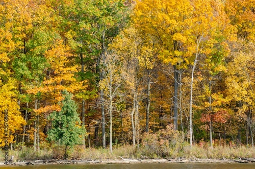 autumn trees in the park