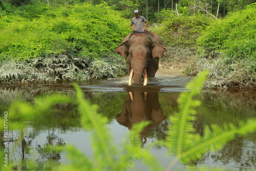 Fotografie An elephant and mahout share a deep