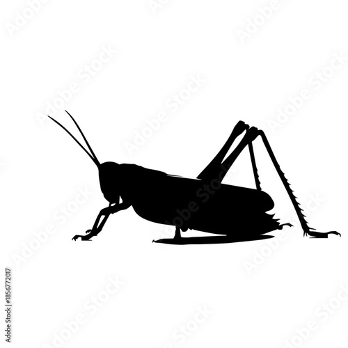 Detailed black silhouette of a grasshopper or locust in profile against a clean white background, showcasing its distinct form.