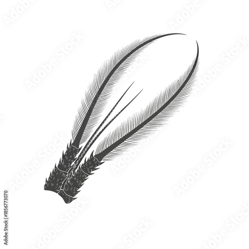 Elegant black feather illustration with detailed quill and soft plumage