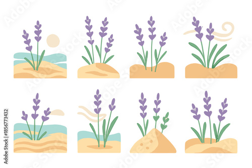 Set of Lavender Plant Illustrations with Different Environments