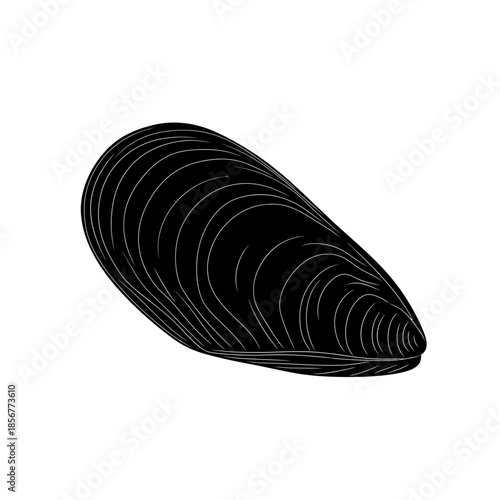 Black mussel shell with white lines on plain background