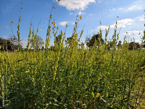 Hemp and leguminous plants are used to improve the soil.