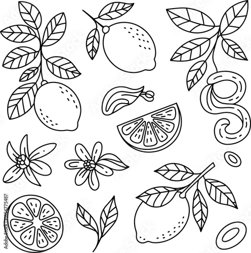 Lemons and leaves with flowers on white background