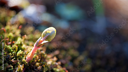 A small plant germinates in spring. Close up of young seeds germination and growing plants, wet green moss, natural background. growing, sprout, early spring. awakening of nature, macro nature