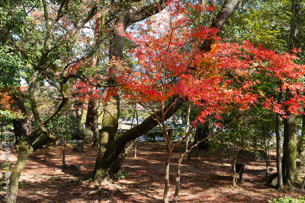 Fototapeta premium 日本神話：神聖な森と川（神宮・五十鈴川）