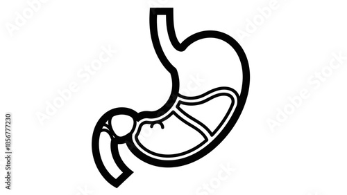 Human Stomach Anatomy Diagram Illustration.