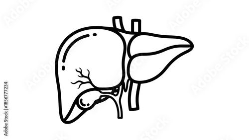 Human Liver Anatomy Simple Line Drawing.