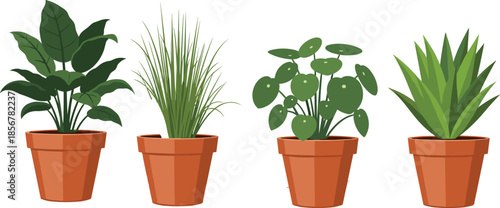 Collection of four different indoor house plants in terracotta clay pots including succulent, grass, and leafy varieties, isolated on white.