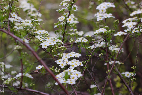 Small white flowers on branch. White small flowers on branches of herbaceous spirea shrub. Close up of a cluster of white flowers of a garland spiraea. Spirea bush in blossom. Spiraea Arguta