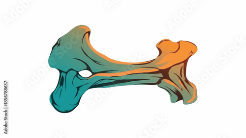 Stylized illustration of a bone with a gradient of turquoise and orange against a white background, perfect for medical or anatomical themes