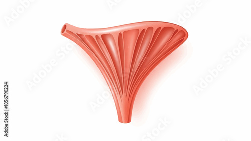 Anatomical Illustration of the Male Reproductive Organ Structure