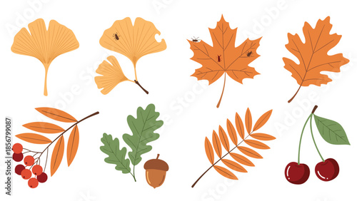 A lovely hand-drawn vector set of various autumn leaves and berries, including maple, oak, ginkgo, and rowan tree elements.