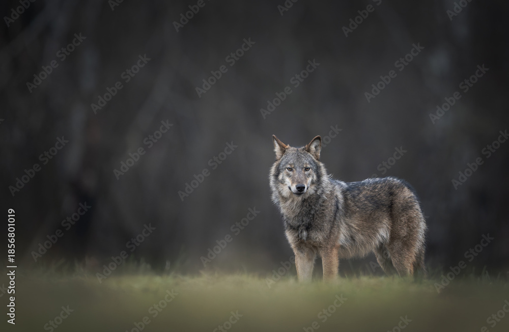 Fototapeta premium Grey wolf ( Canis lupus ) close up