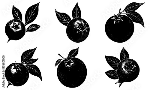 Black and white kiwi fruit silhouettes with leaves on transparent background