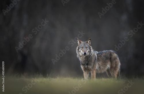 Grey wolf ( Canis lupus ) close up