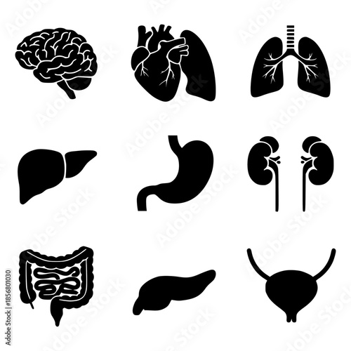 Set of Black Human Organ Icons in Minimalist Silhouette Style
