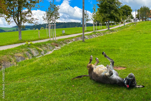 Landscape with a donkey lying on green grass, trees, blue sky clouds