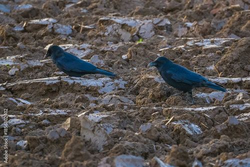 Two black crows looking for a food in the plowed field