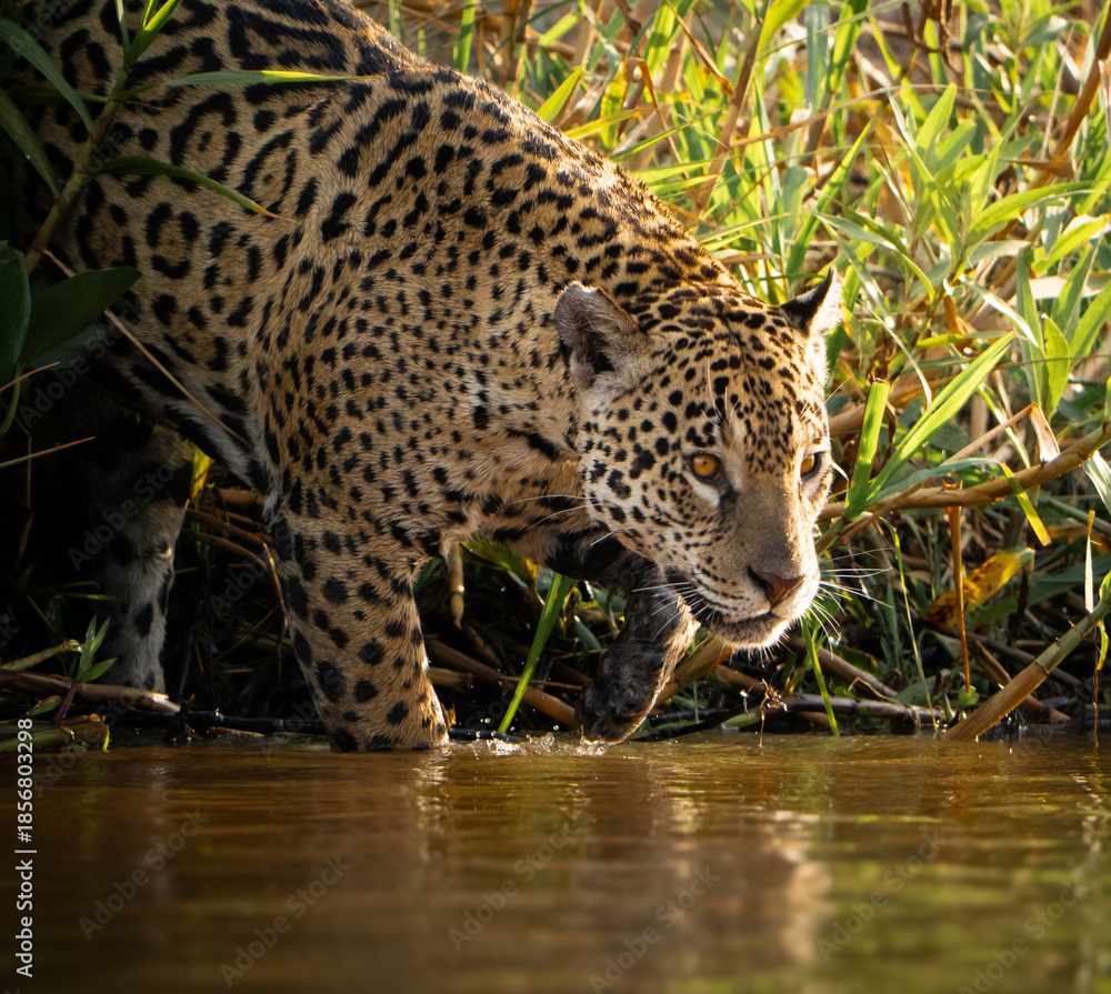 Fototapeta premium Wild jaguar wading into river in the Pantanal, Brazil.