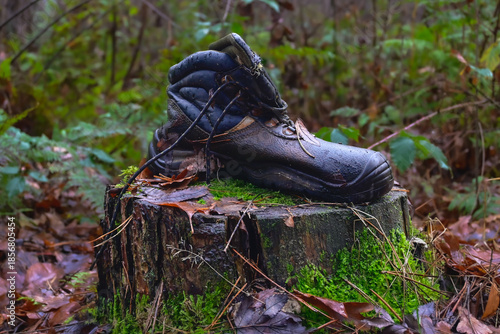 Lost Hiking Boot Resting on a Mossy Tree Stump in a Lush, Green Forest During the Autumn Season