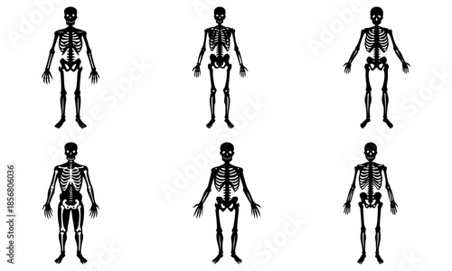 Six Black Silhouette Skeletons on Transparent Background
