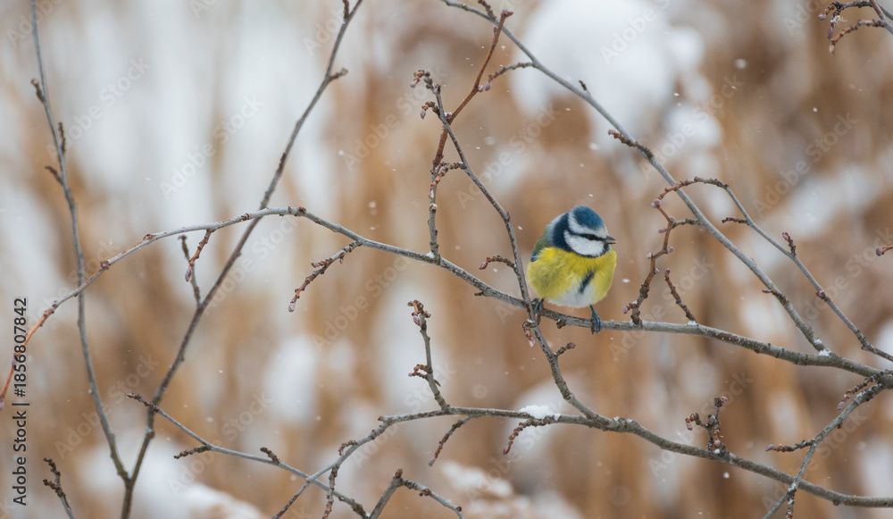 Fototapeta premium Sikorki zimą