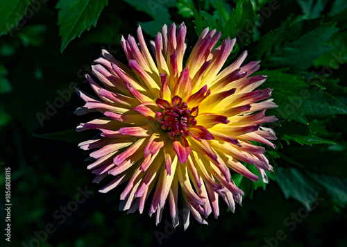 View of dahlia in the garden. Variety - Karma Sangria