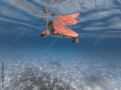 sea turtle swimming in the ocean at the Daymaniyat islands in Oman